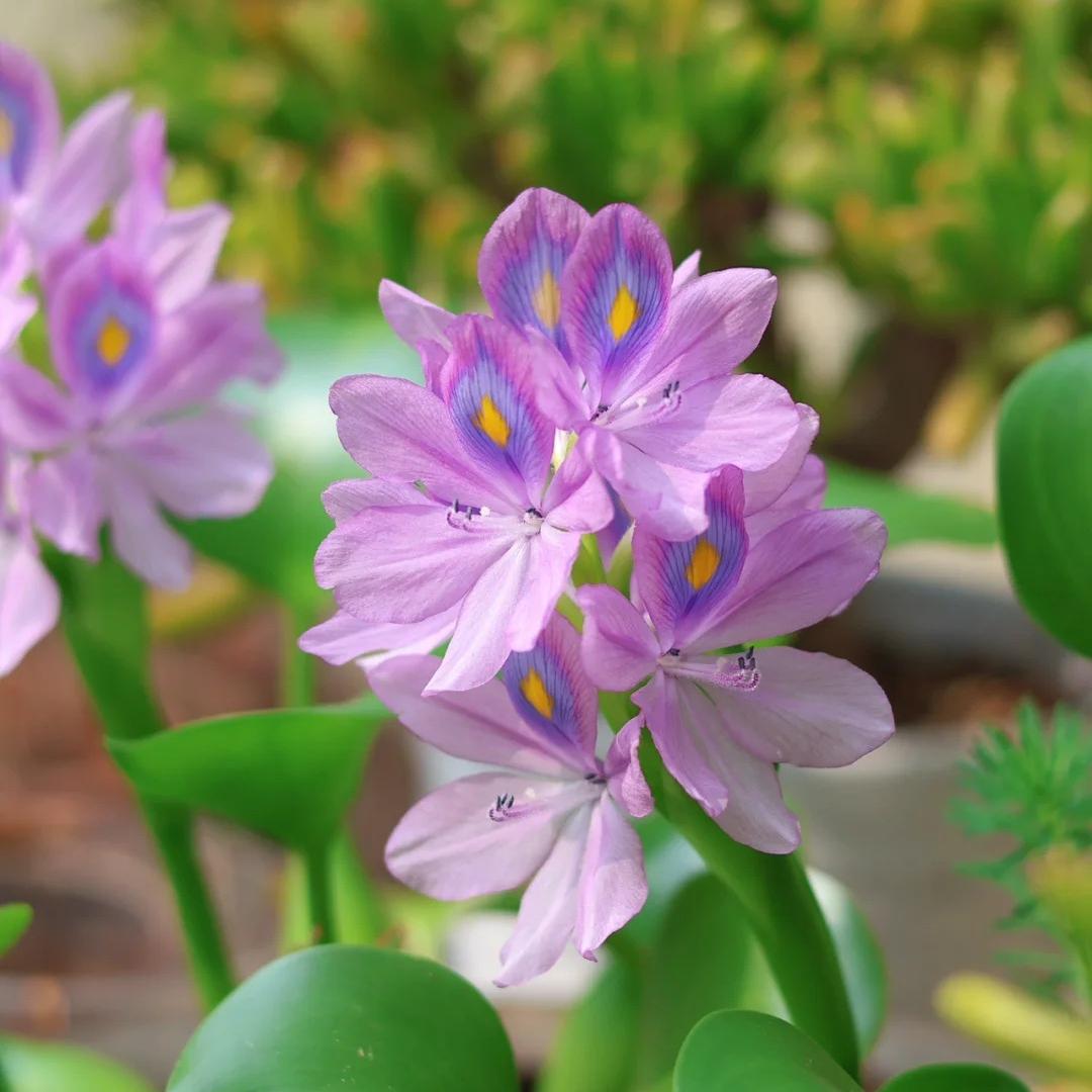 🌺Jacinto de agua - "La corona de flores violetas que embellece el mundo"🧚‍♀️🌿