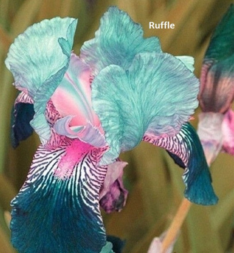 Iris Flower Perennial Rare Bearded Iris