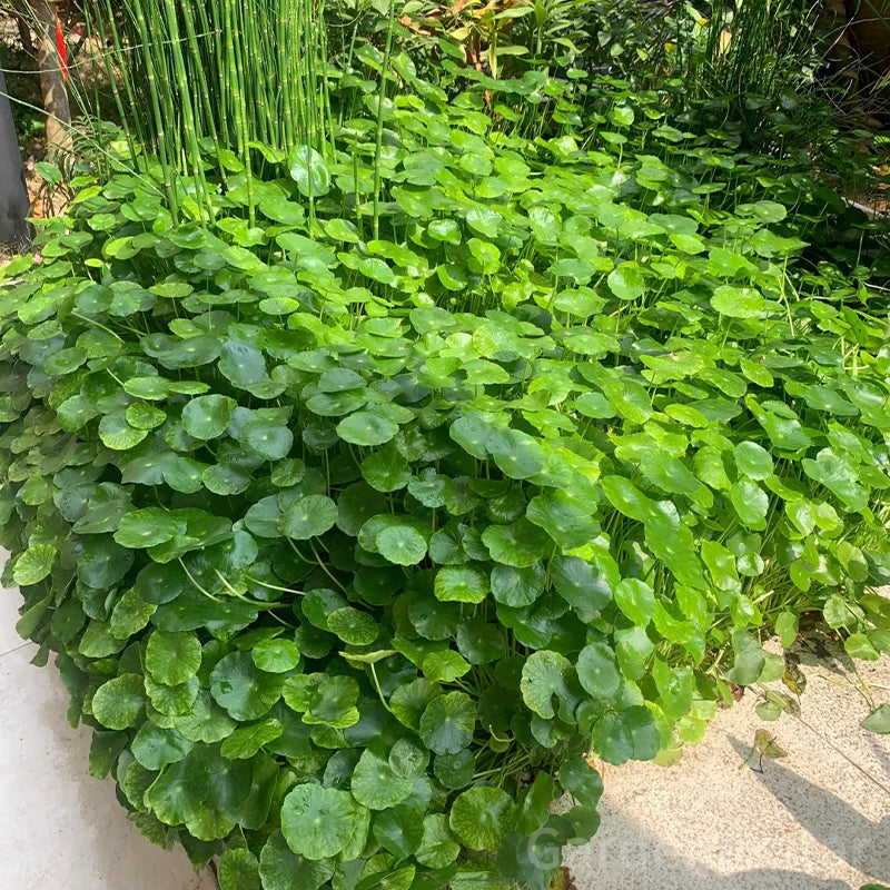 🍀Semillas de Hydrocotyle Vulgaris - Hierba de la moneda de cobre
