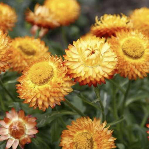 Semillas de Siempreviva Australiana Xerochrysum Bracteatum