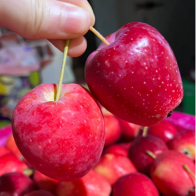 Semillas de Mini Manzana Xantolis Stenosepala