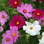 Mezcla de flores silvestres del noreste