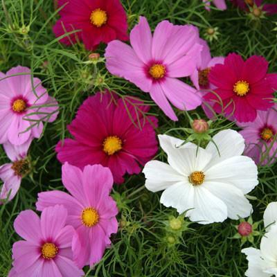 Mezcla de flores silvestres del noreste