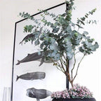 Egrow 50 Pcs/Pack Eucalyptus Seeds Silver Dollar Tree Eucalyptus Cinerea