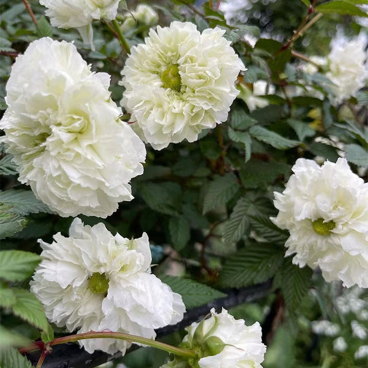 Semillas de Rosa Blanc Double de Coubert