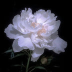 🔥ÚLTIMO DÍA 45% DE DESCUENTO🌺LA REINA DE LAS FLORES—PEONÍAS DE PÉTALOS DOBLES