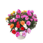 10000 Pcs Muti-color portulaca Seeds
