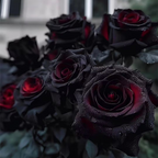 SEMILLAS DE ROSA NEGRA ROJA EXÓTICA