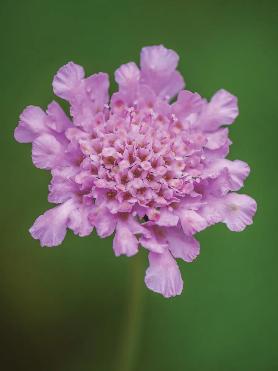 Semillas de Scabiosa Comosa