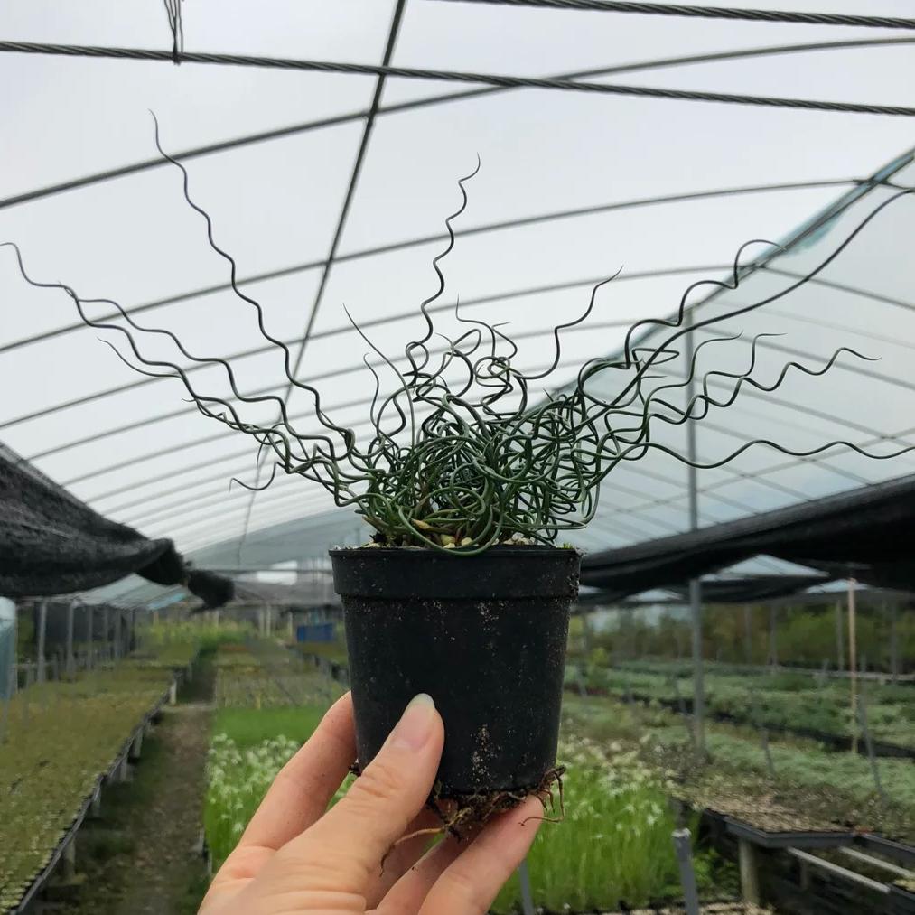 🌿Hierba Espiral - Curva y Bonita