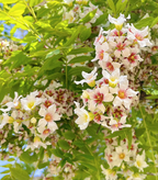 Xanthoceras Sorbifolia Flor🌺Las Flores Florecen Y La Buena Suerte Llega