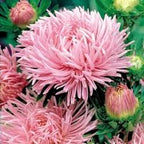 Aster Seeds (Semi-Dwarf) - Jewelaster Rose