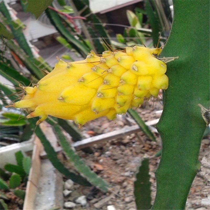 Egrow 50 unidades/paquete de semillas de pitahaya amarilla, semillas de fruta de dragón Hylocereus Undatus