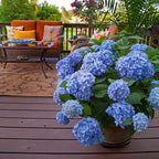 🌸Hortensia: La Belleza Atemporal de Cada Jardín ✨