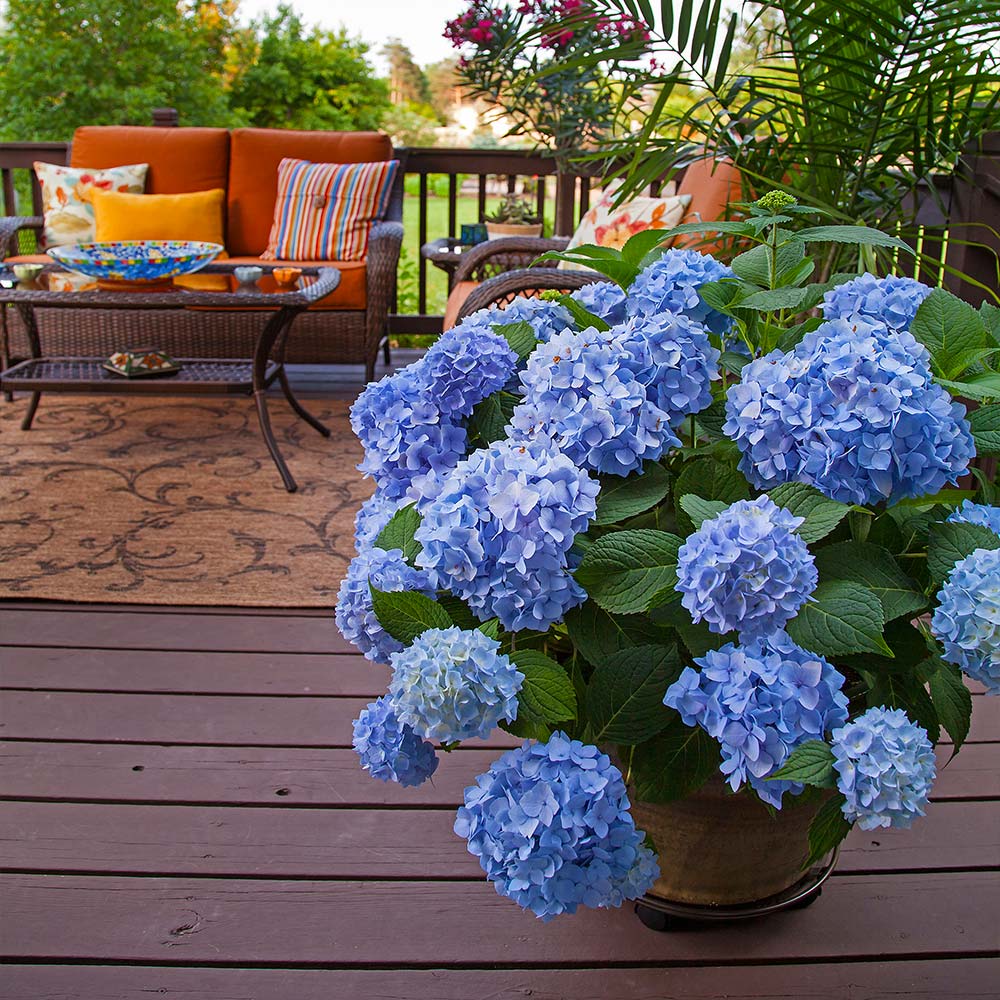 🌸Hortensia: La Belleza Atemporal de Cada Jardín ✨