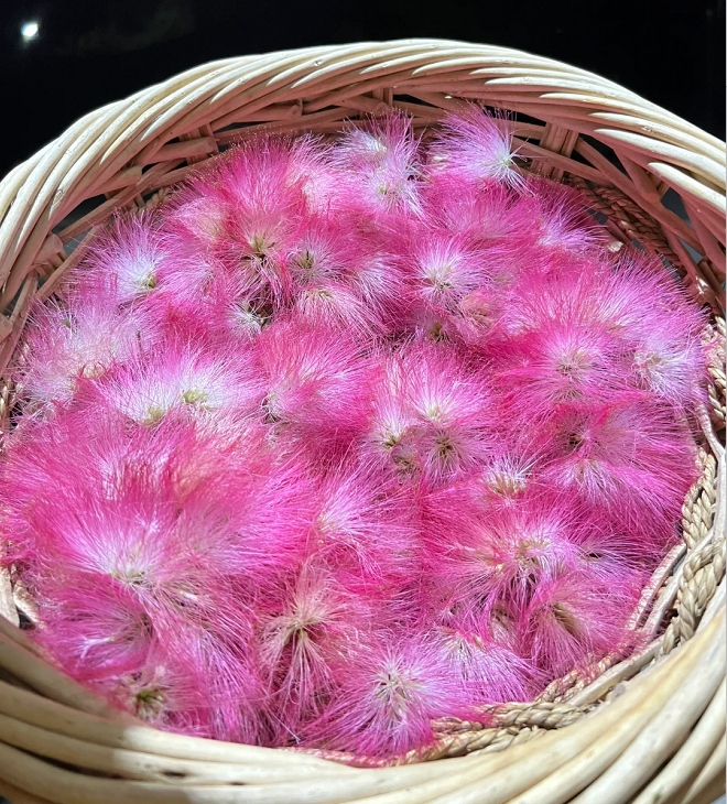 Flor de Albizia julibrissin