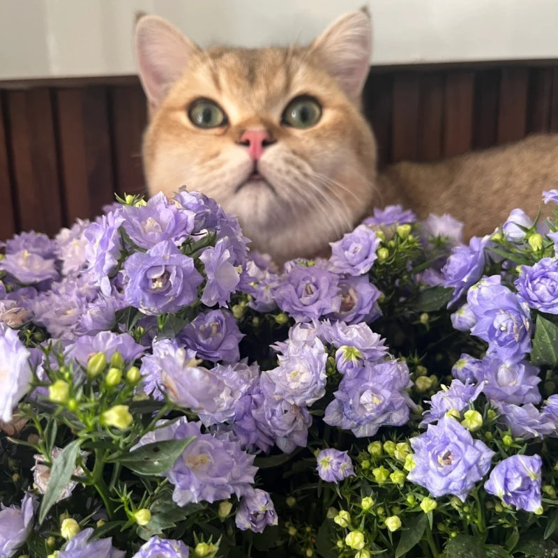 Semillas de Campanilla Doble