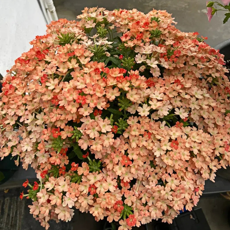 💐Semillas de Verbena de Jardín
