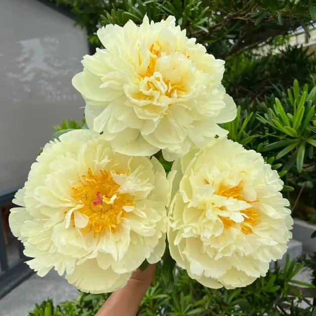 🔥ÚLTIMO DÍA 45% DE DESCUENTO🌺LA REINA DE LAS FLORES—PEONÍAS DE PÉTALOS DOBLES