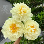 🔥ÚLTIMO DÍA 45% DE DESCUENTO🌺LA REINA DE LAS FLORES—PEONÍAS DE PÉTALOS DOBLES