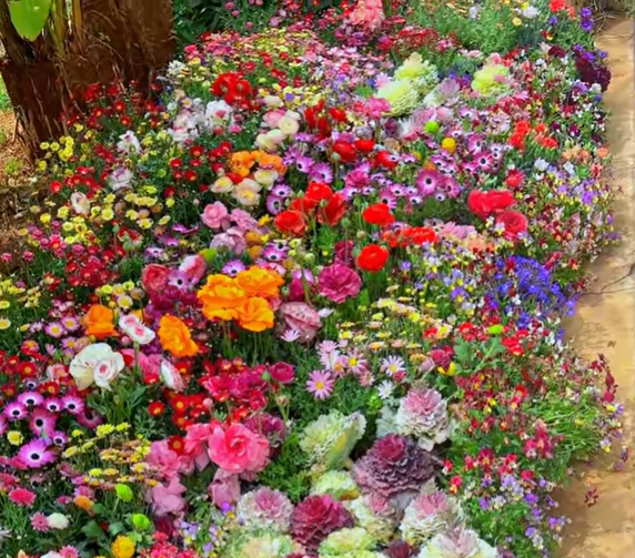 Semillas de Flores Perennes Mixtas-Más de 60 variedades mezcladas