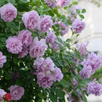 [ Repeat Blooming]🌹Climbing Rose Seeds - Luck Rises