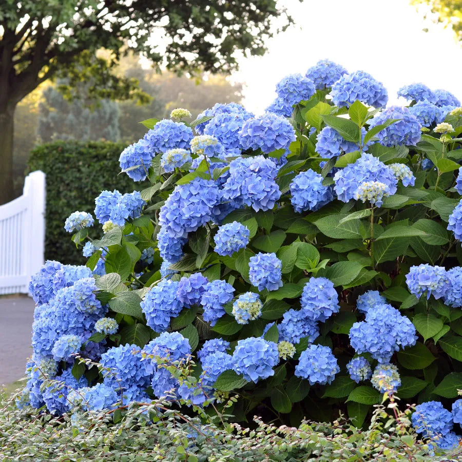 🌸Hortensia: La Belleza Atemporal de Cada Jardín ✨