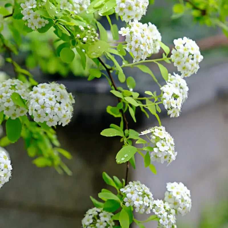 💛Spiraea Golden Fountain