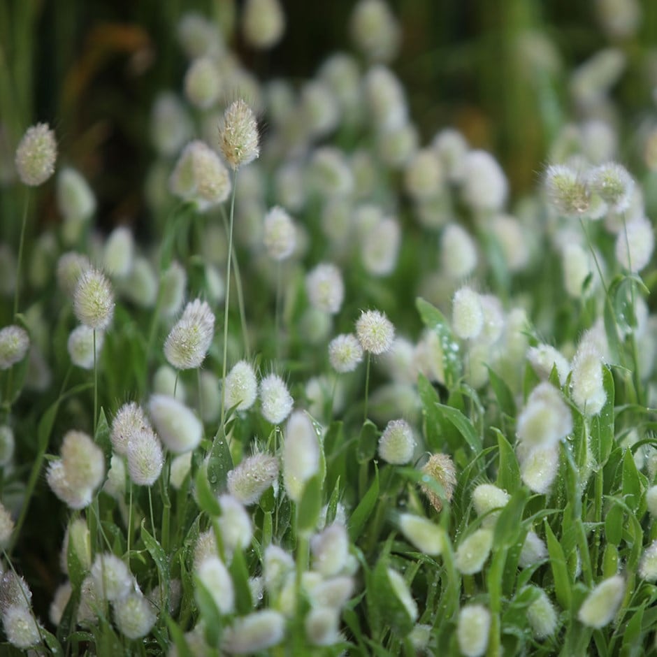 🐇 Semillas de Lagurus Ovatus