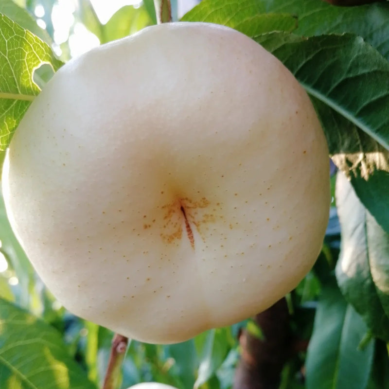 Semillas planas de nectarina