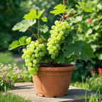 🍇Semillas de Vid en Maceta
