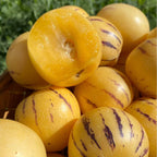 🍈Semillas de Pepino Semillas de Fruta de Ginseng