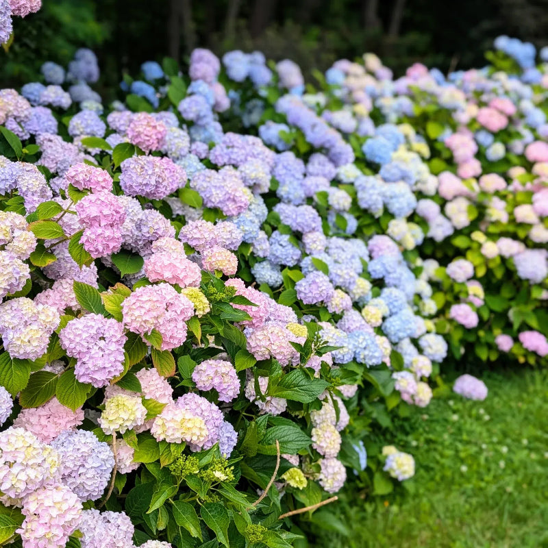🌸Hortensia: La Belleza Atemporal de Cada Jardín ✨