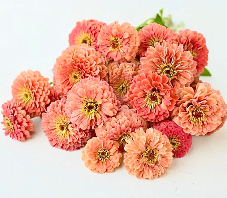 Pedir 50 semillas de Zinnia "Lovely Giant Salmon Rose"