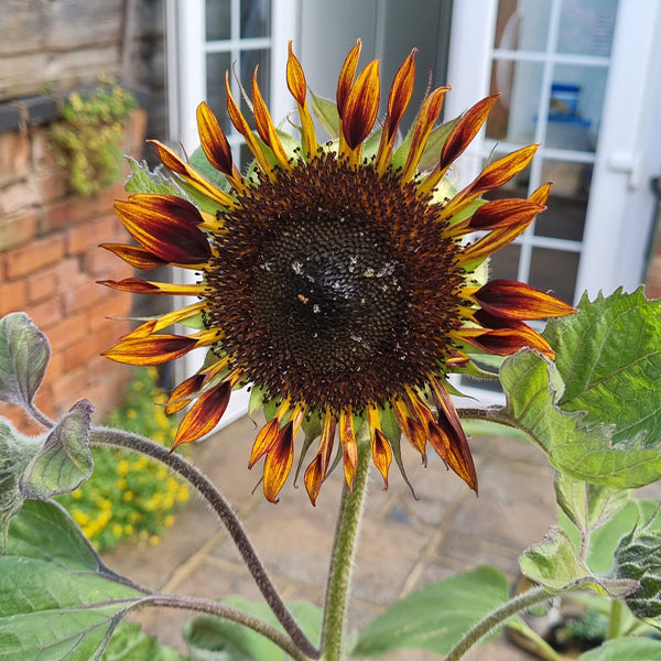 Semillas de girasol Tiger