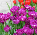 ¡¡¡NUEVO!!! 100 unidades/Bolsa - Semillas de Tulipán Jardín Flores Plantas