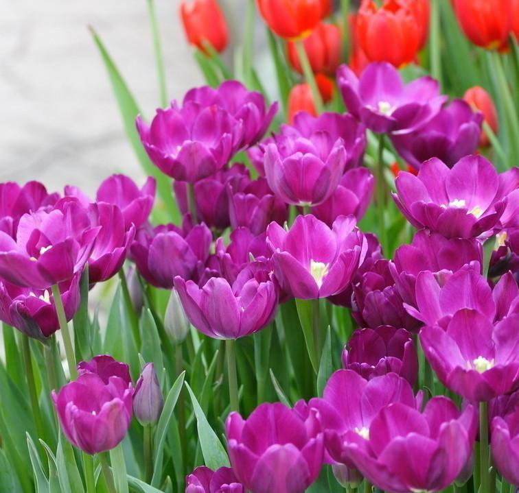 ¡¡¡NUEVO!!! 100 unidades/Bolsa - Semillas de Tulipán Jardín Flores Plantas
