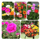 10000 Pcs Muti-color Double Petal Sun Flower Seeds