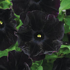 Semillas de petunia Black Velvet