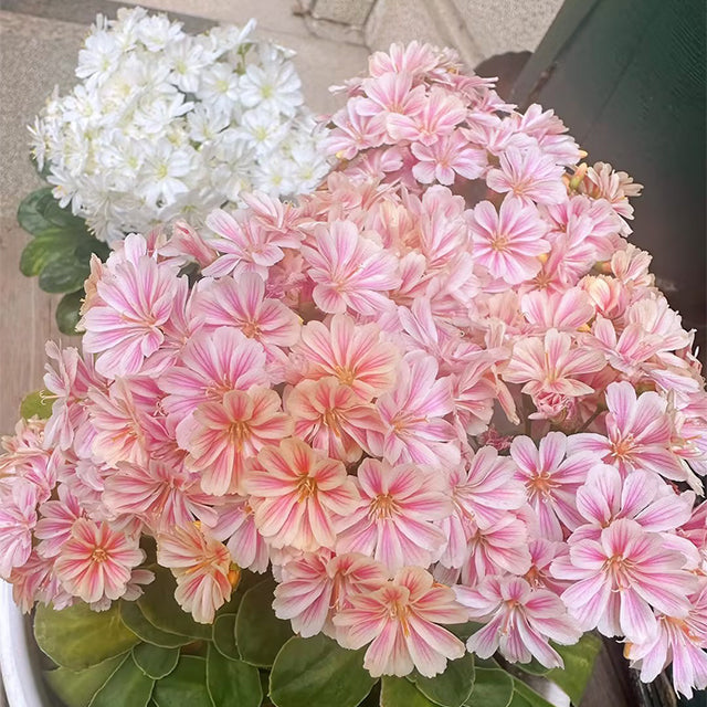 Semillas de flores de Lewisia Cotyledon