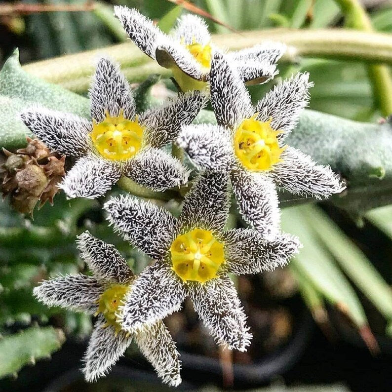 Suculenta de flor carroñera "Oso Nevado" - Caralluma burchardii