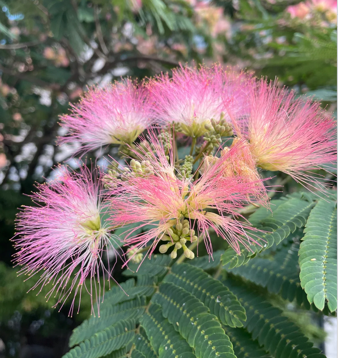 Flor de Albizia julibrissin