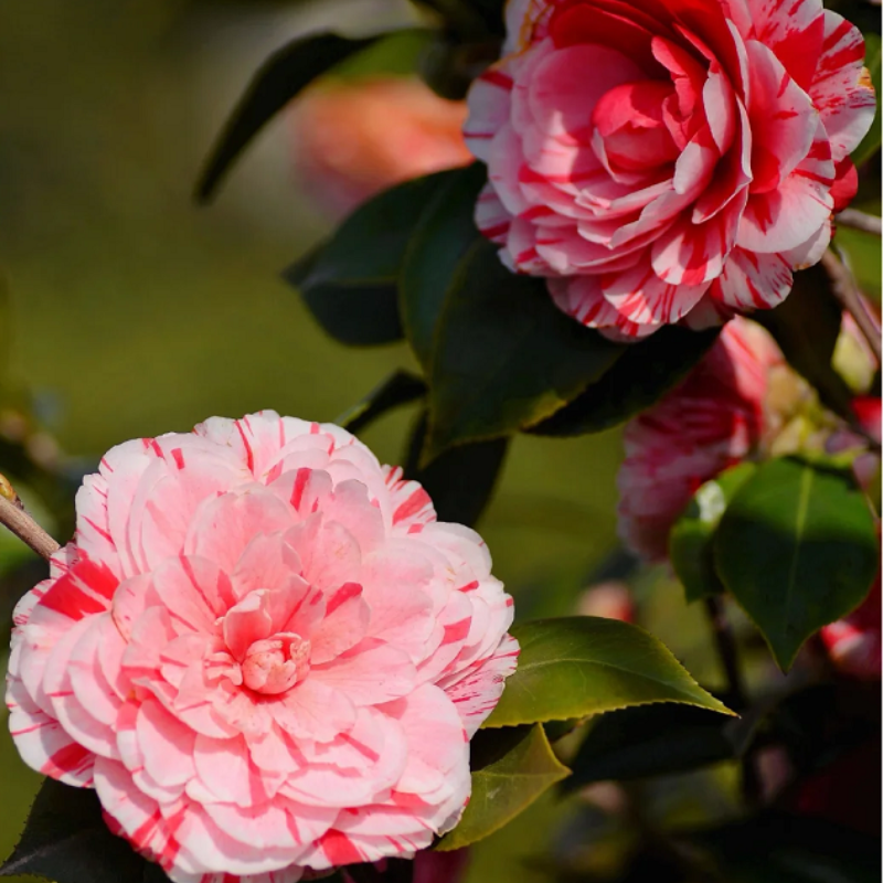 Camelia Roja de Cinco Colores