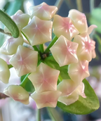 ⭐️Semillas de flores Hoya Carnosa | Bola de flores en forma de estrella