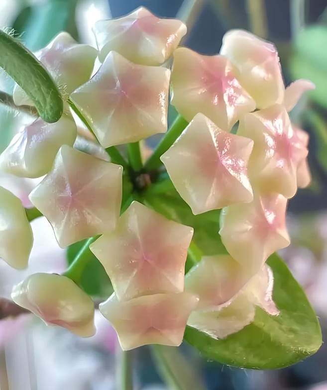 ⭐️Semillas de flores Hoya Carnosa | Bola de flores en forma de estrella