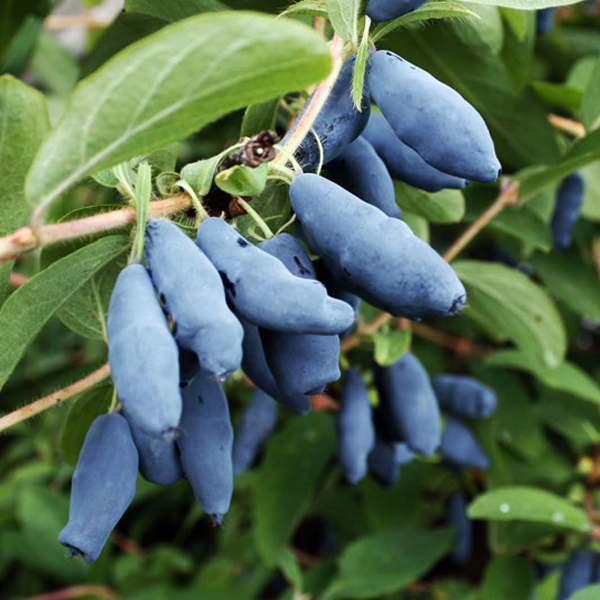Semillas de fruta de Lonicera Caerulea