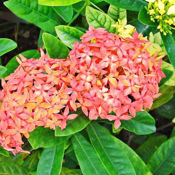 Semillas de bonsái Pentas morado