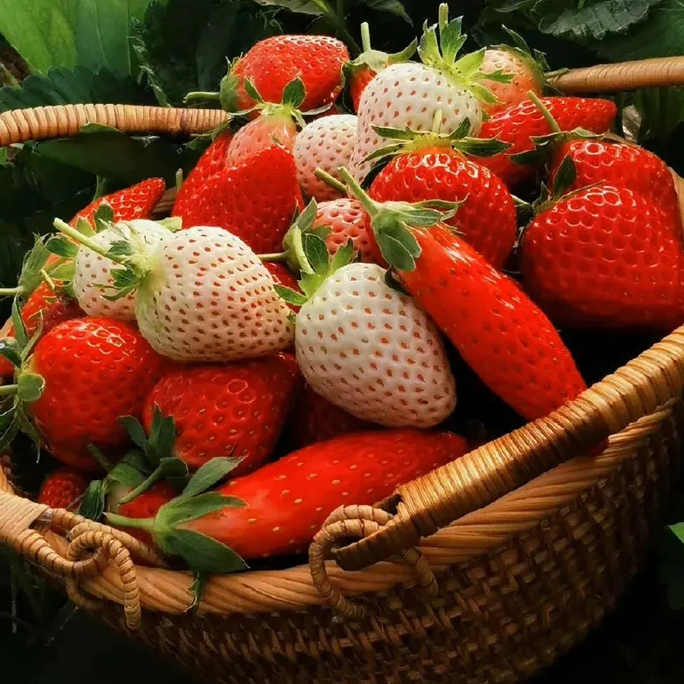 Semillas raras de frutas de plátano y fresa