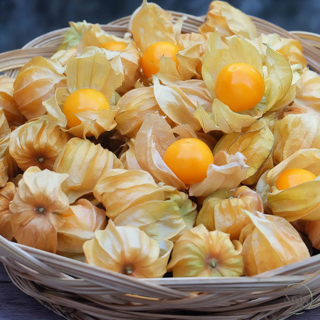 Semillas de Physalis Peruviana Golden Berry Semillas de Aguaymanto