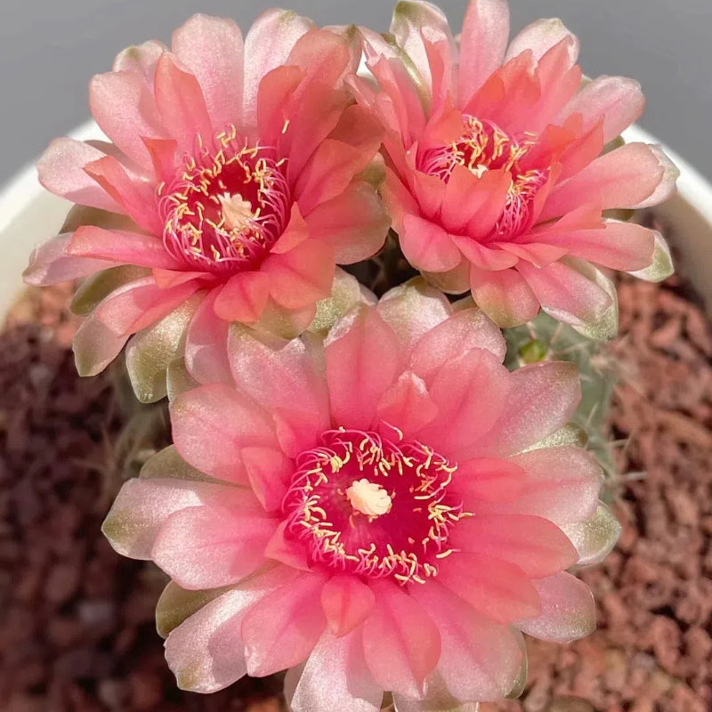 Mezcla de especies de cactus Echinopsis en floración 🌵🌸